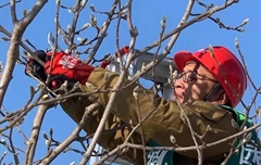 金剪子大賽-愛麗斯工具